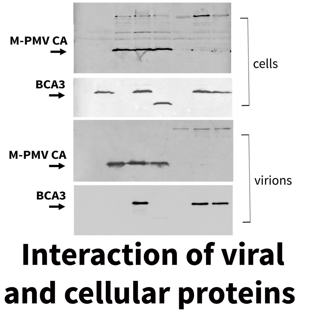 Box interaction of viral and cellular proteins (originál)