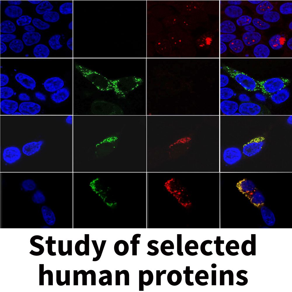 Box study of selected human proteins (originál)