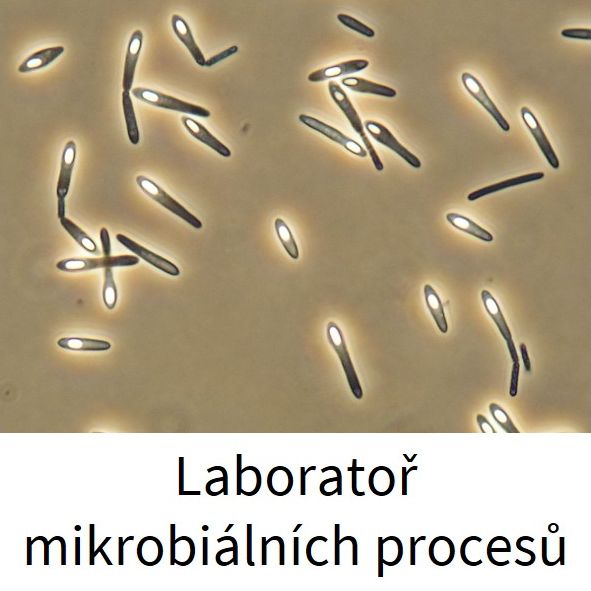 mikrobiální procesy (originál)