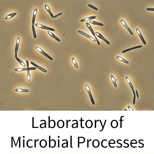mikrobiální procesy_en (originál)
