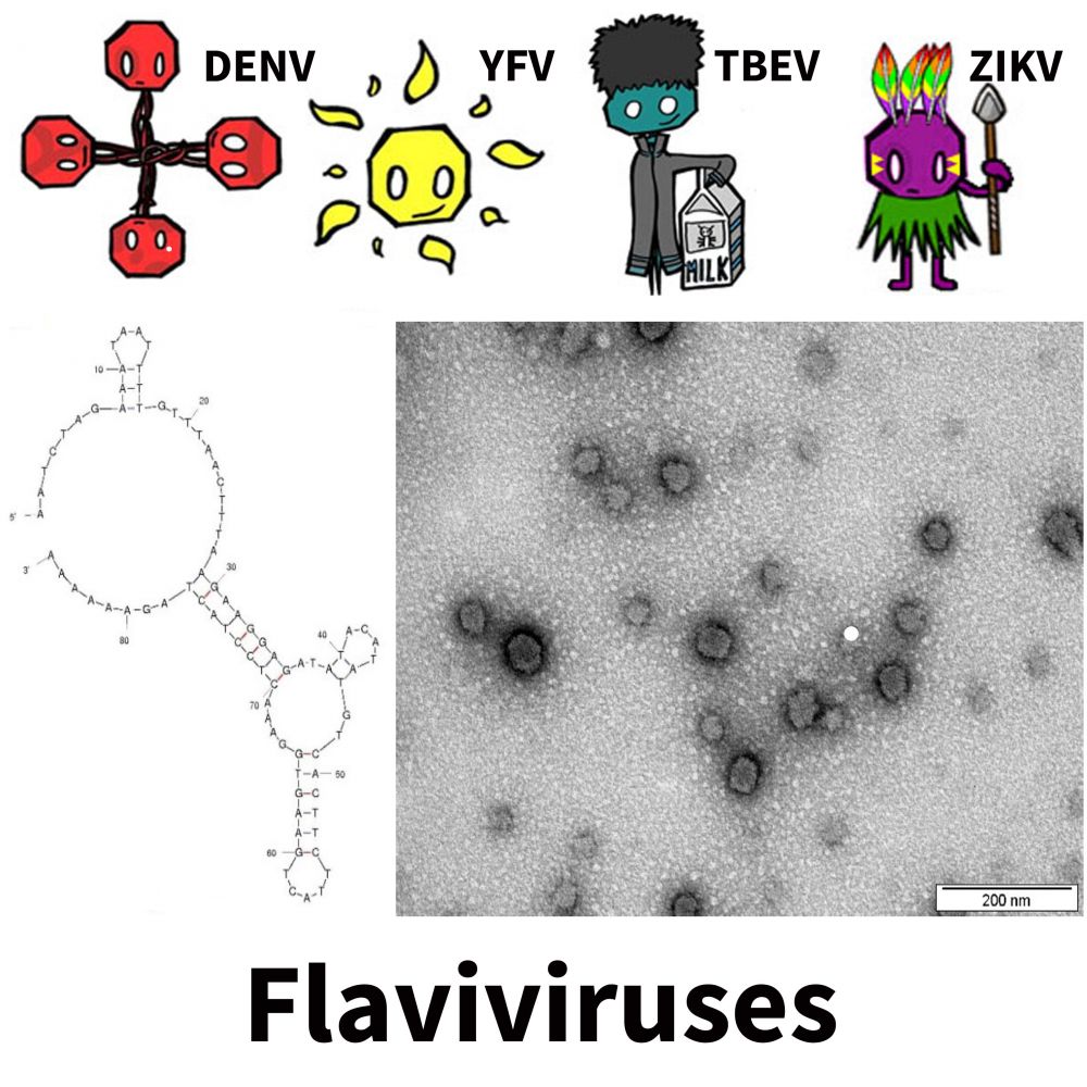 Box Flaviviruses (originál)
