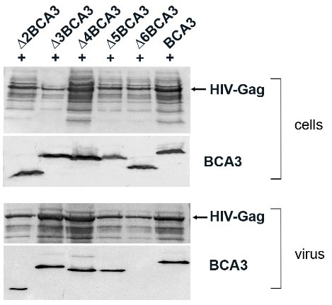 Interakce virových a buněčných proteinů2 (originál)