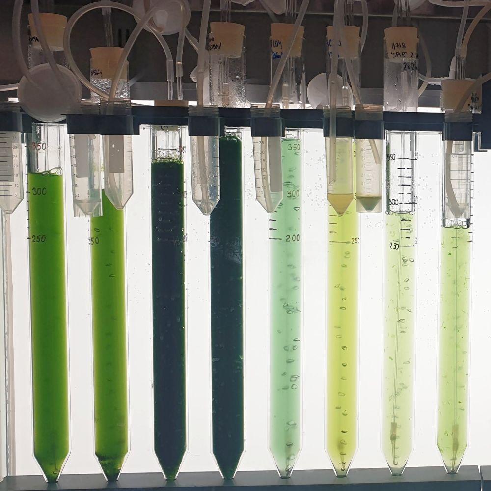 Biologicky aktivní látky z mořských mikroorganismů